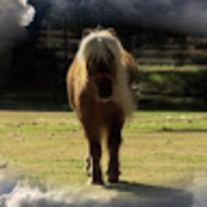 Meet your Posher, Corey